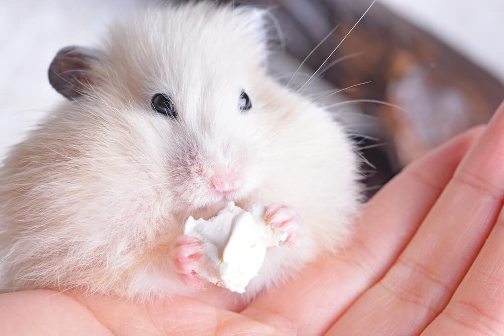 hamster sits on his palms fed marshmallows as the owner ponders "can hamsters eat marshmallows"