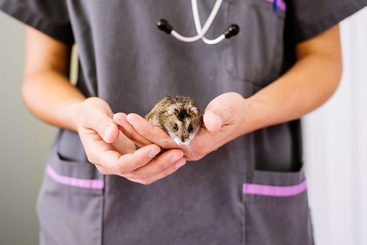 vet examining a hamster after a fall as his owner wonders "Can Hamsters Die from Being Dropped?"
