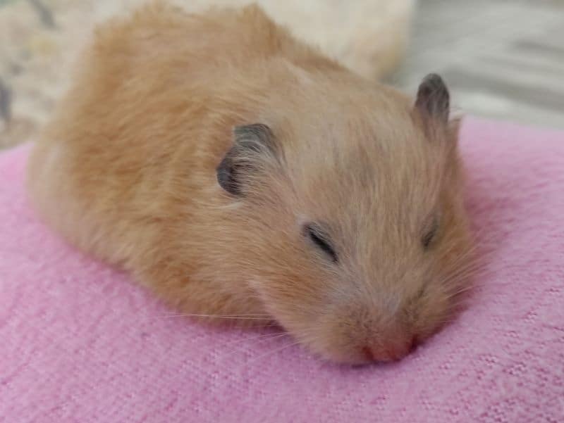 lethargic hamster sleeping after eating marshmallows