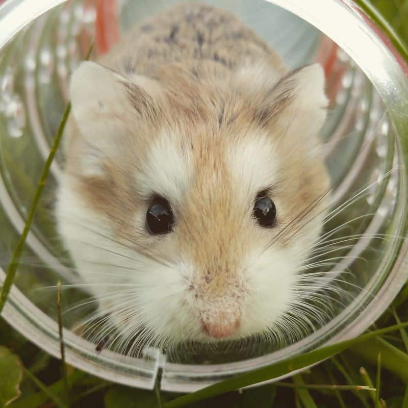 hamster napping in his wheel as his owner wonders "Why Does My Hamster Sleep in His Wheel?"