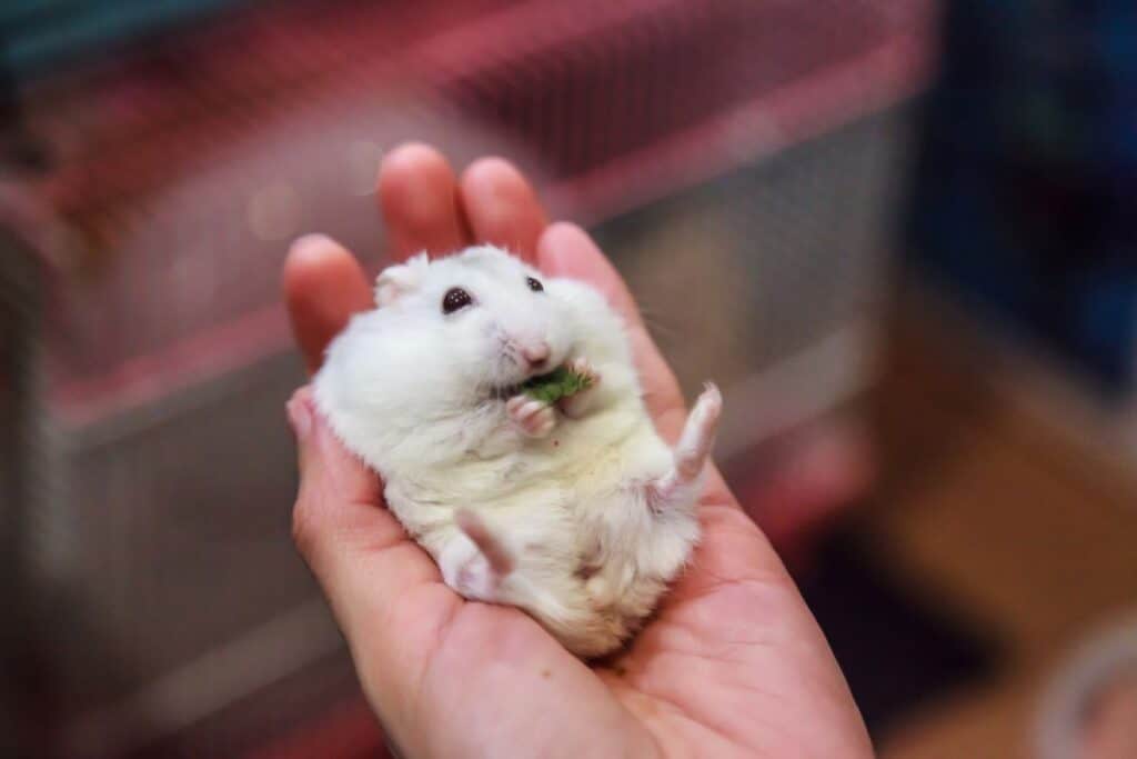 hamster in his owner's palm before euthanasia