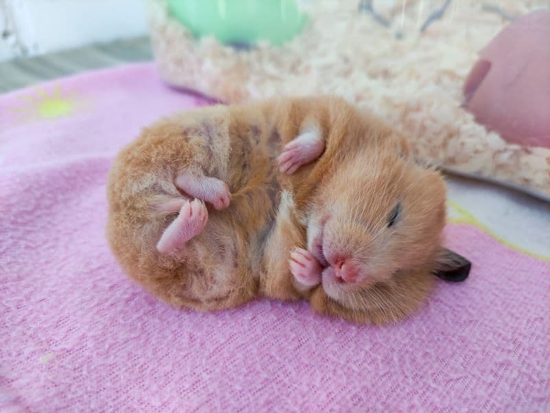 hamster sleeping due to testicular cancer