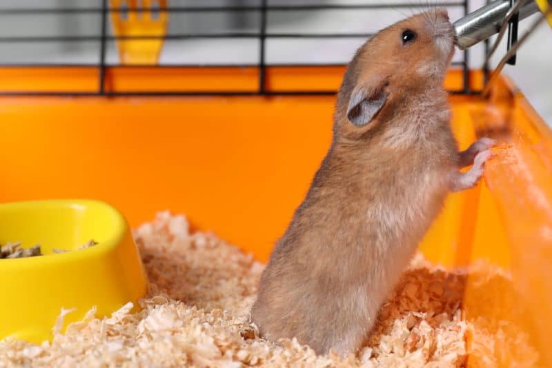 hamster drinking from water bottle after eating chia seeds