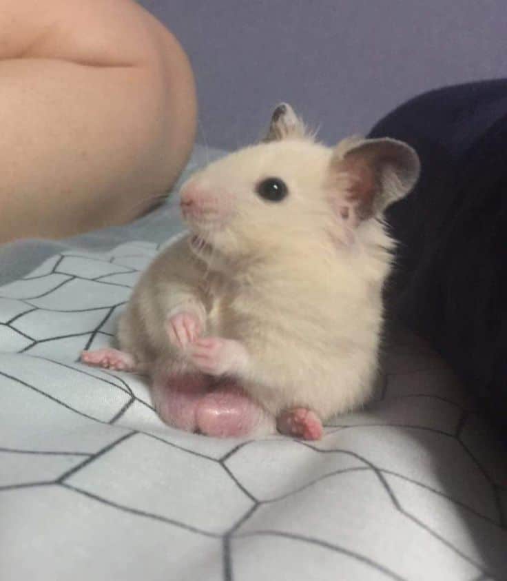 hamster sitting on large testicles as owner wonders "Is it Normal for Hamsters to Have Big Balls?"