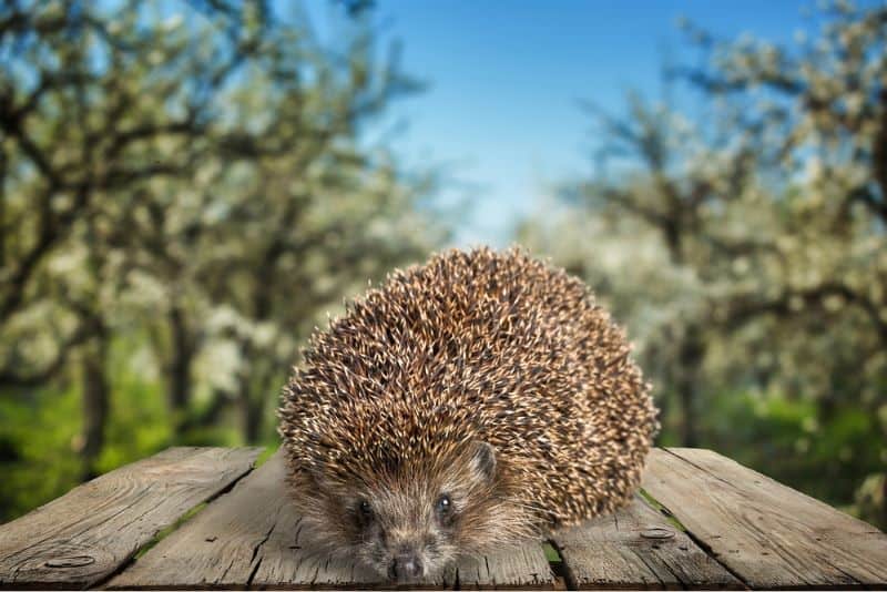 hedgehog resting on wood but Are Hedgehogs Dirty?