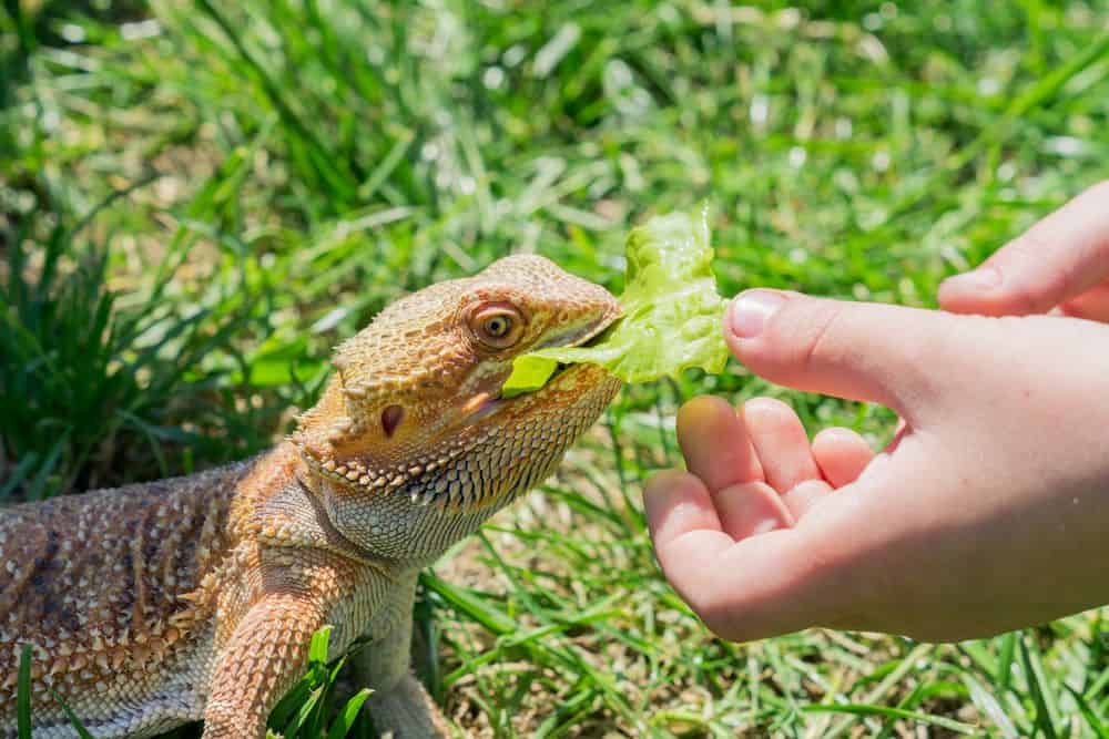 bearded dragon bonds with its owner one of the Benefits of Bearded Dragons Learning Their Name