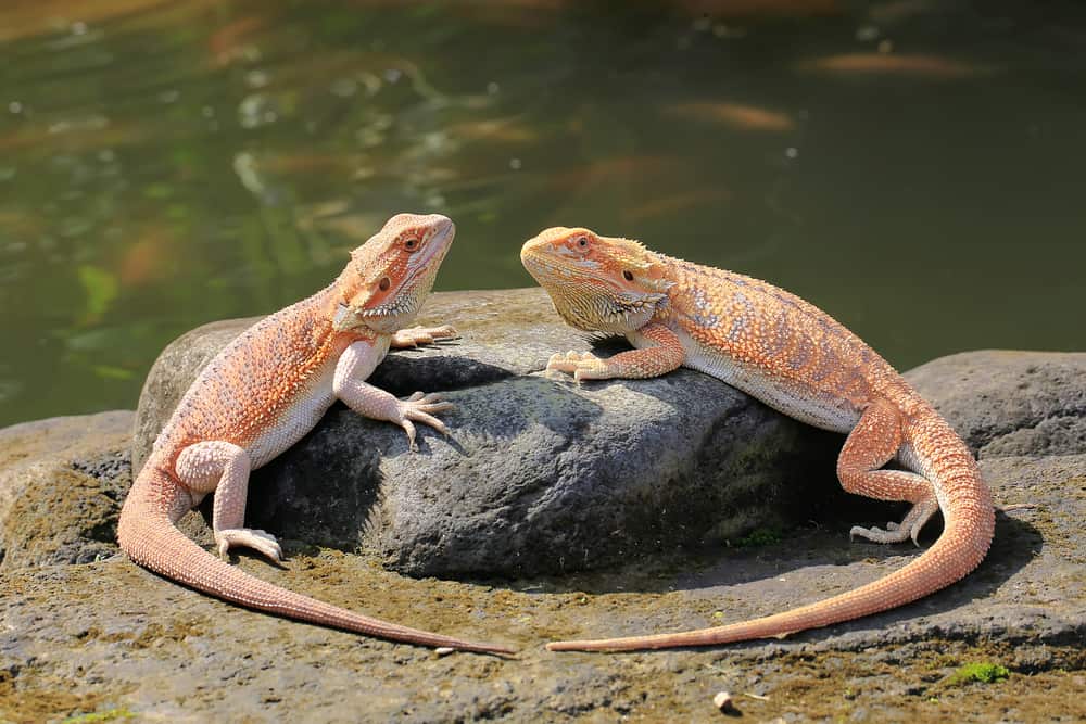 two bearded dragons basking near a water source as owners ask Can Bearded Dragons Swim?