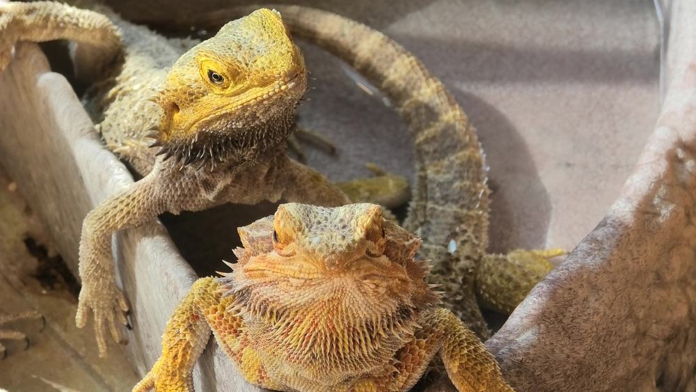 two bearded dragons in a water source