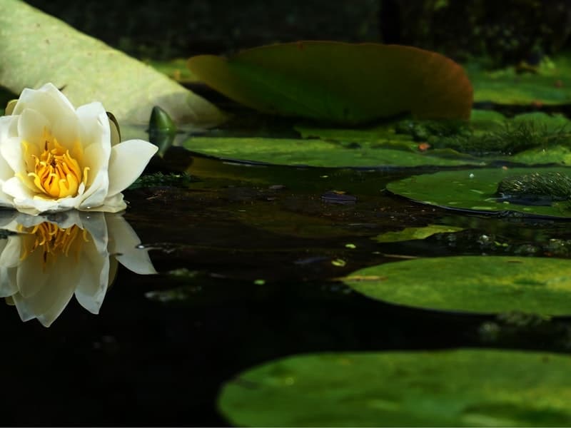 pond with leaves and debris for bearded dragon swimming